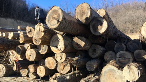 この木を使って家を建てたい